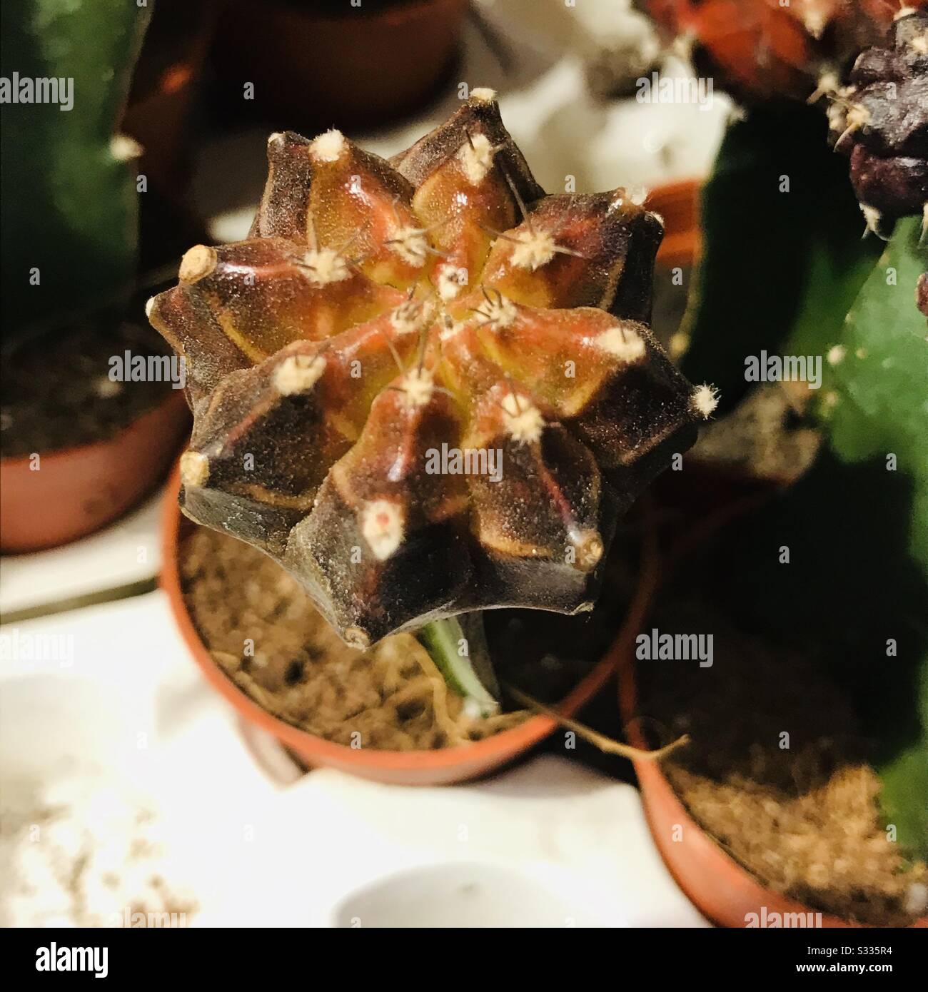 Closeup image of grafted moon cactus plant in brown colour with bushy