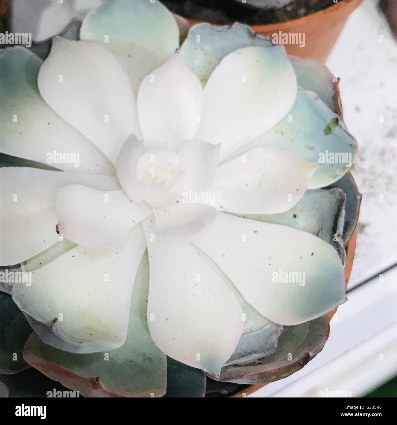 Mother of pearl plant aka Ghost plant a species of succulent plant in the jade plant family, graptopetalum paraguayense , zoomed pic - white cactus plant Stock Photo