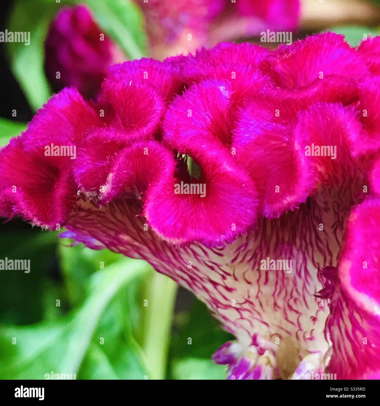 Celosia argentea var. Cristata aka cockscomb - pink colour flower looks like the head on a rooster an ornamental plant,Kozhichutta in Malayalam - close up image of Magenta flower- velvet flower Stock Photo