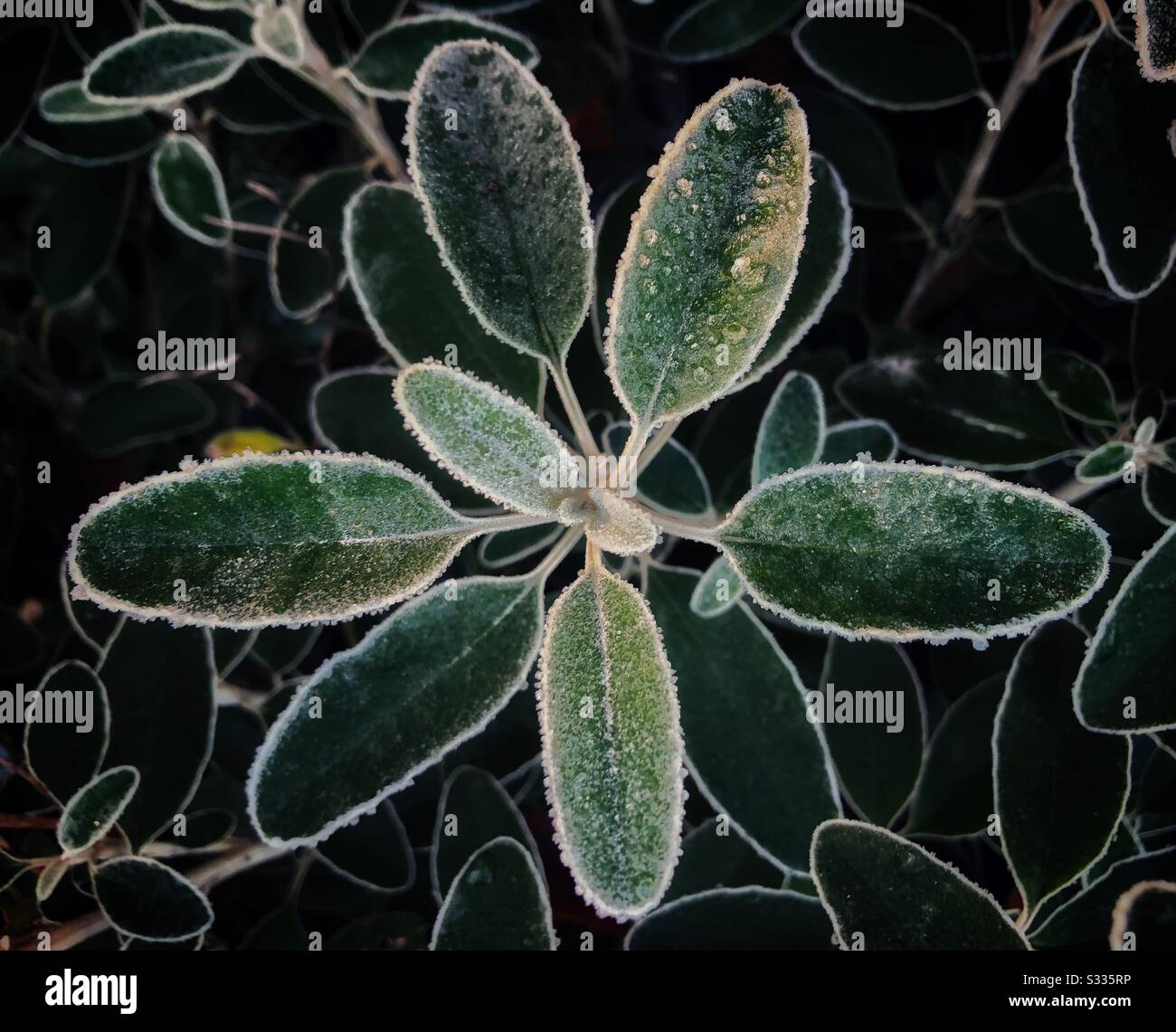Closeup of Senecio Greyi leaves in winter with frozen dew. Stock Photo