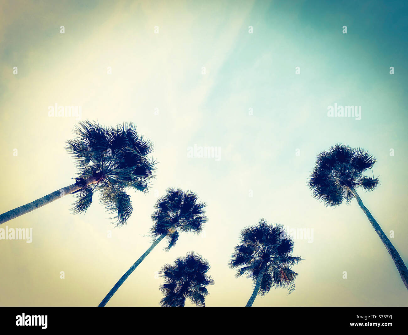 Low angle of palm trees - Smartphone Captured Stock Image