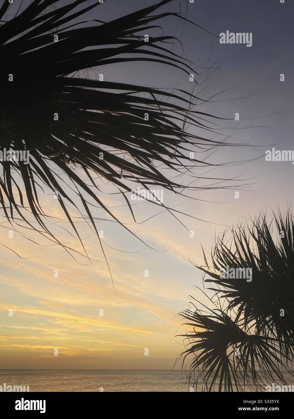 Sunset with silhouetted palm trees Stock Photo