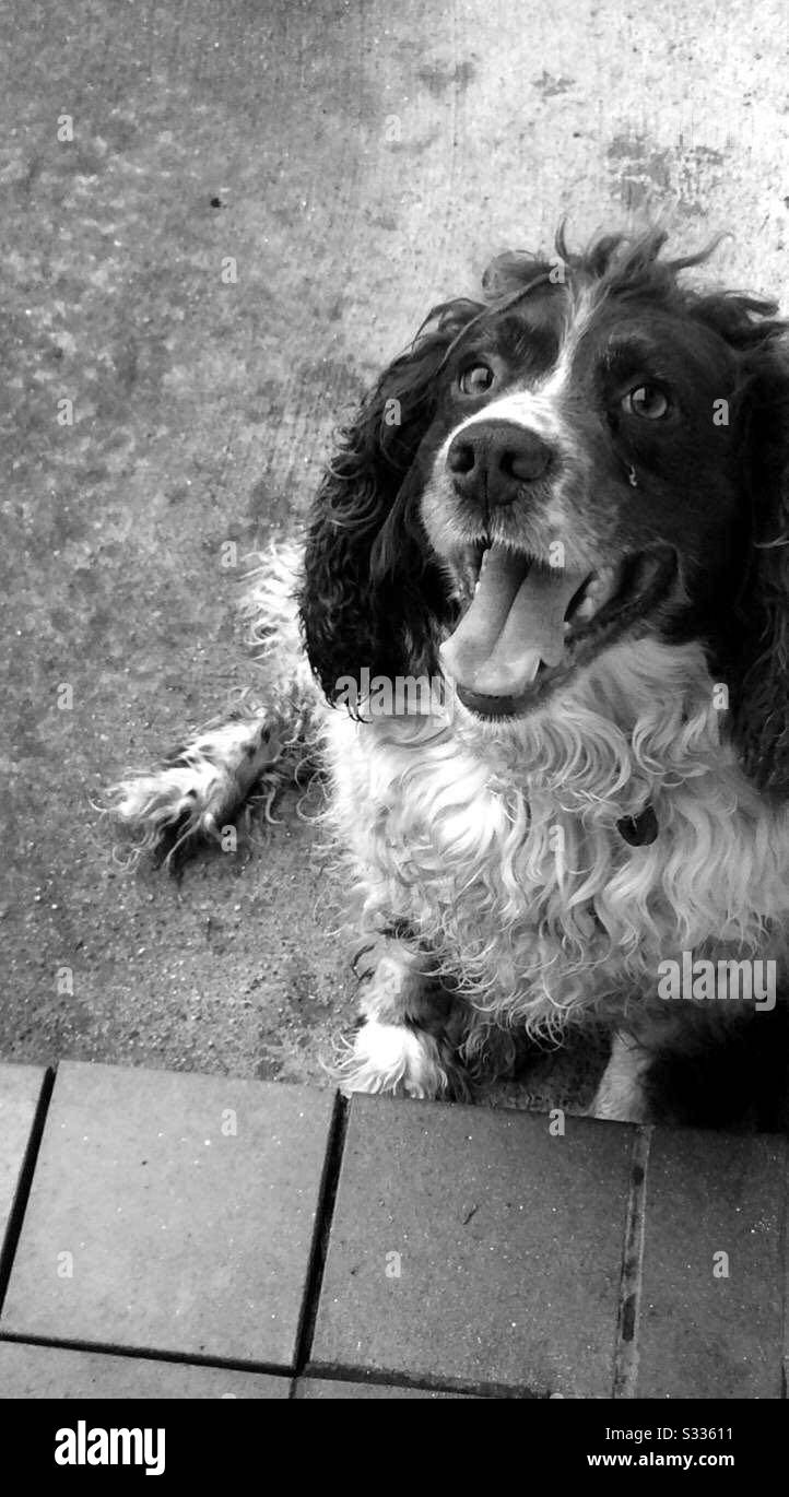 Sprocket the Springer Stock Photo