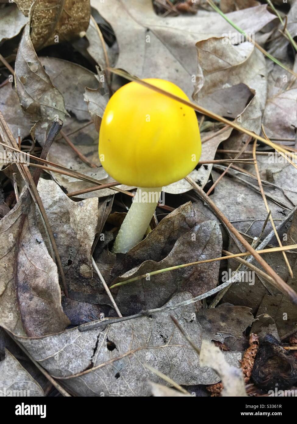 Mushroom hunting in Central Missouri Stock Photo Alamy