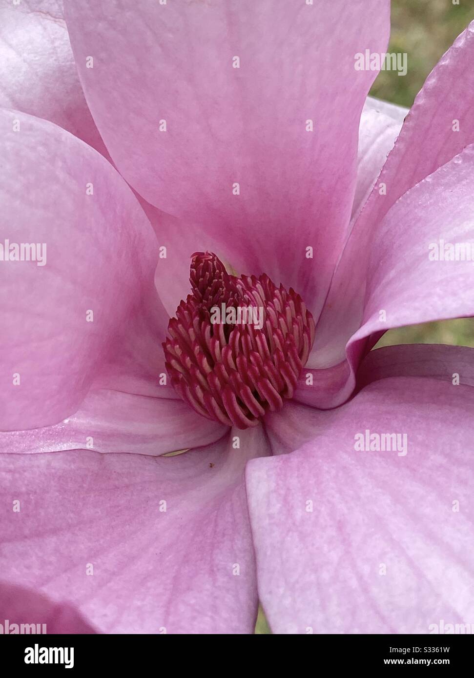 Pink soulangeana magnolia bloom - Smartphone Captured Stock Image