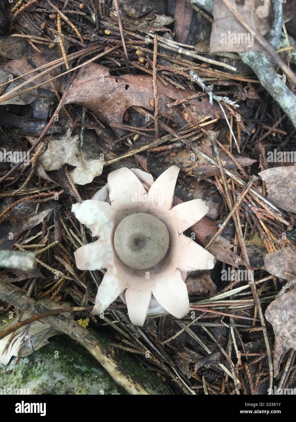 Mushroom hunting in Central Missouri Stock Photo Alamy