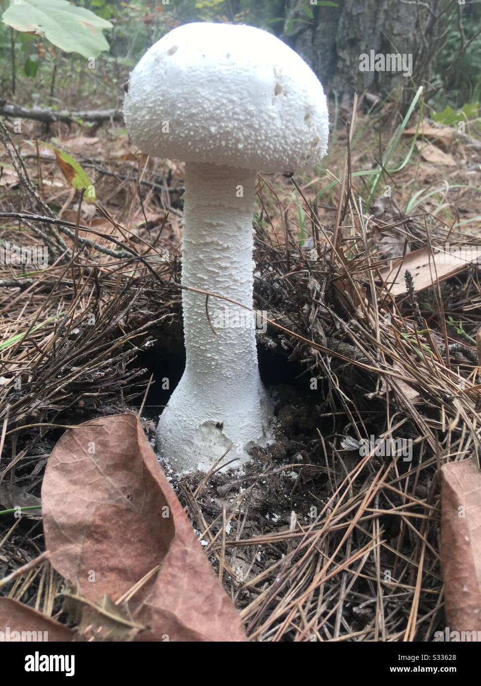 Mushroom hunting in Central Missouri Stock Photo Alamy