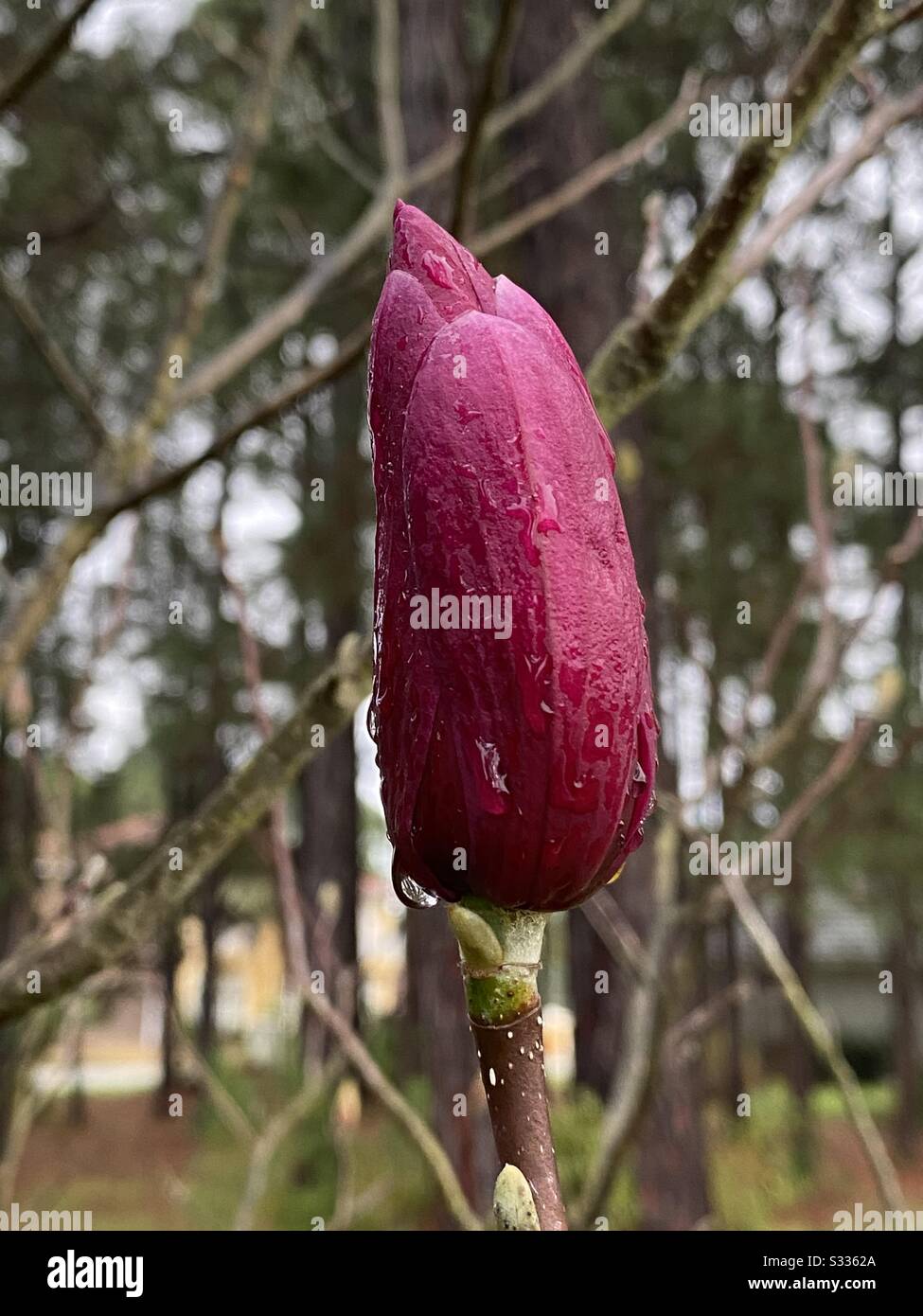 Bud of pink magnolia tree before it has opened - Smartphone Captured Stock Image