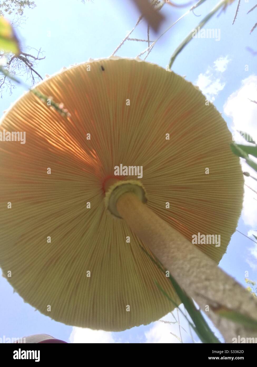 Mushroom hunting in Central Missouri Stock Photo Alamy