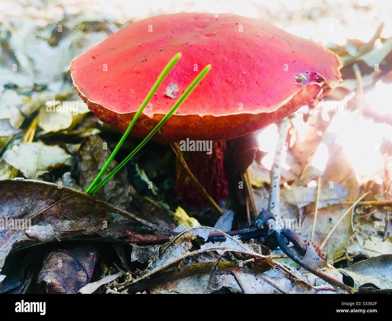 Mushroom hunting in Central Missouri Stock Photo