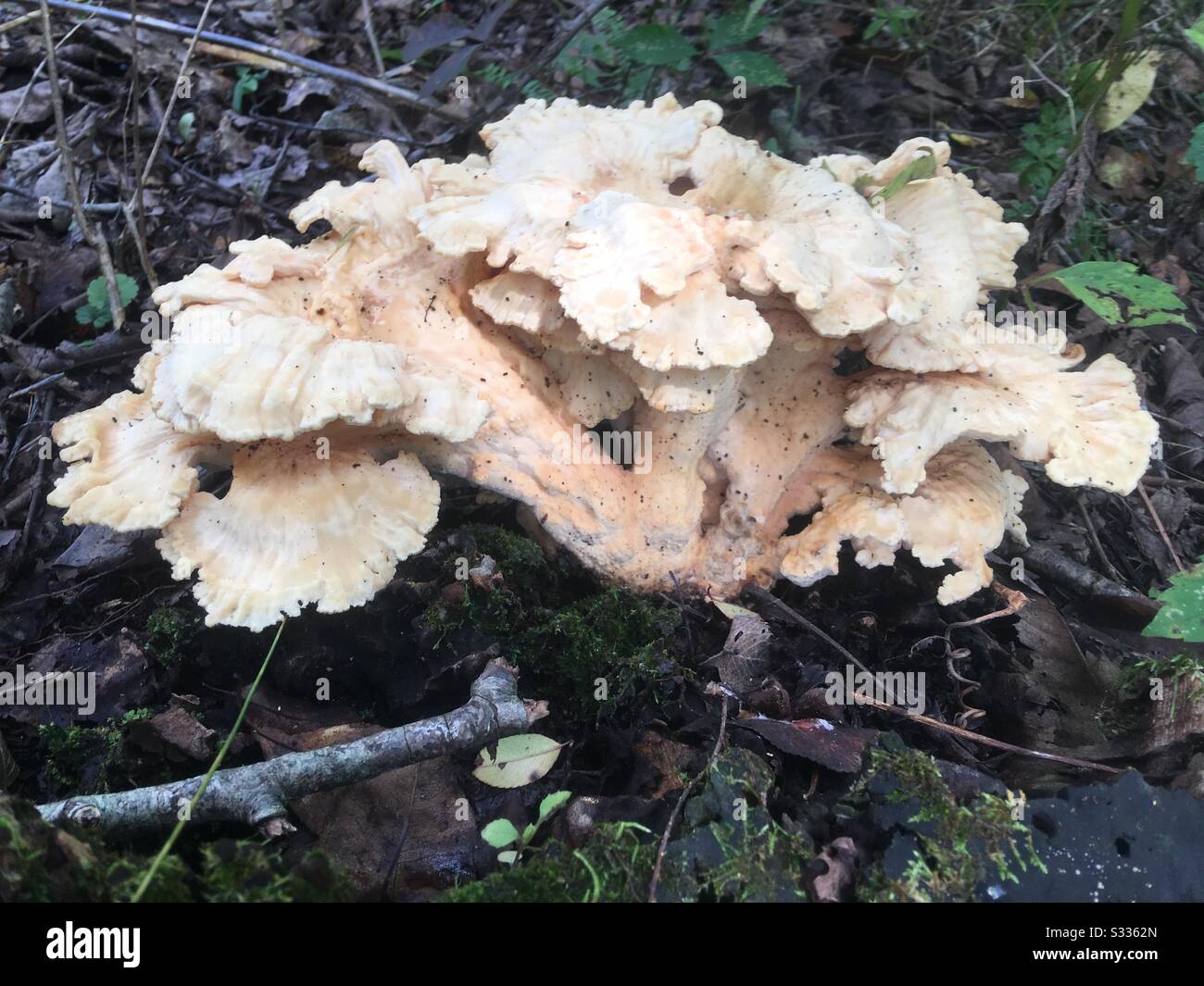 Mushroom hunting in Central Missouri Stock Photo Alamy