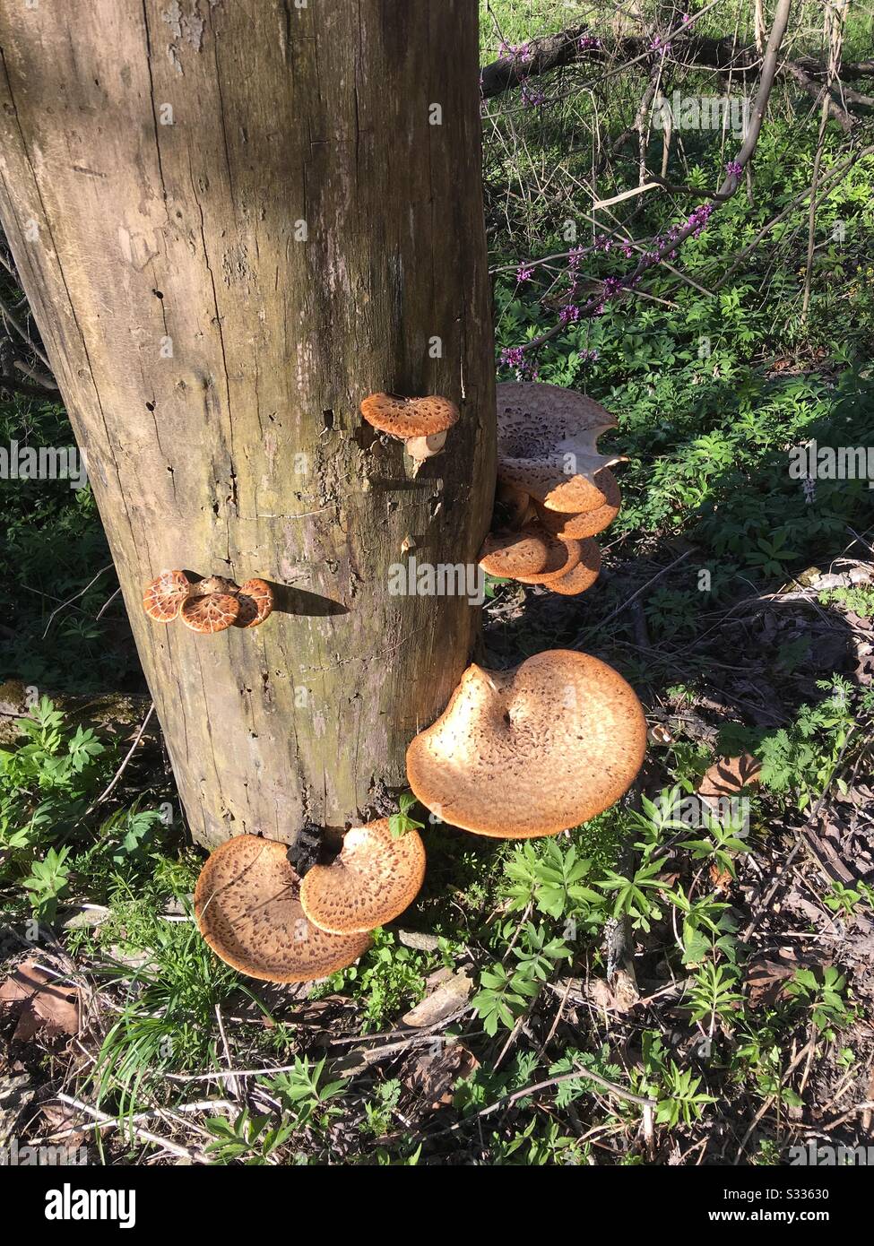 Mushroom hunting in Central Missouri Stock Photo Alamy