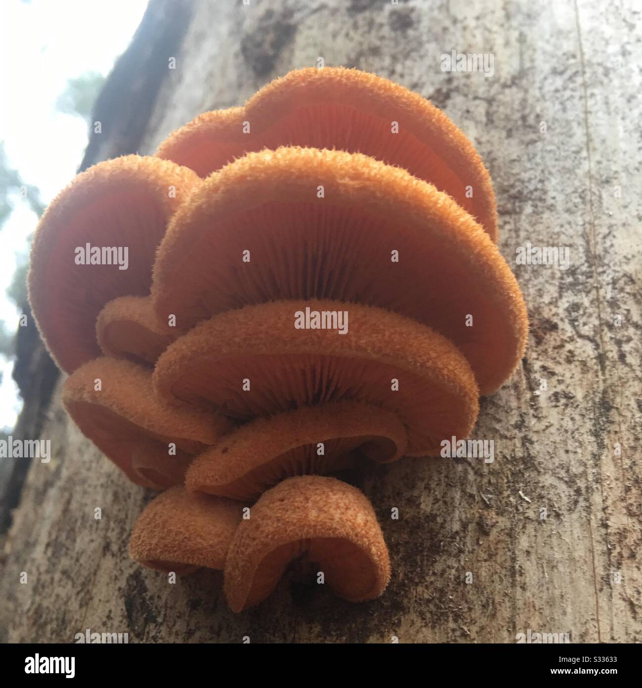 Mushroom hunting in Central Missouri Stock Photo Alamy