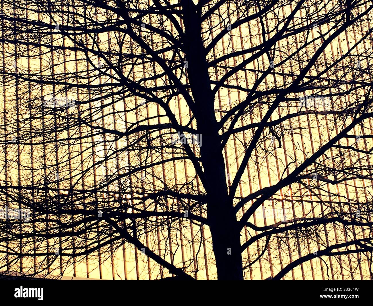 Winter tree and yellow building - Smartphone Captured Stock Image