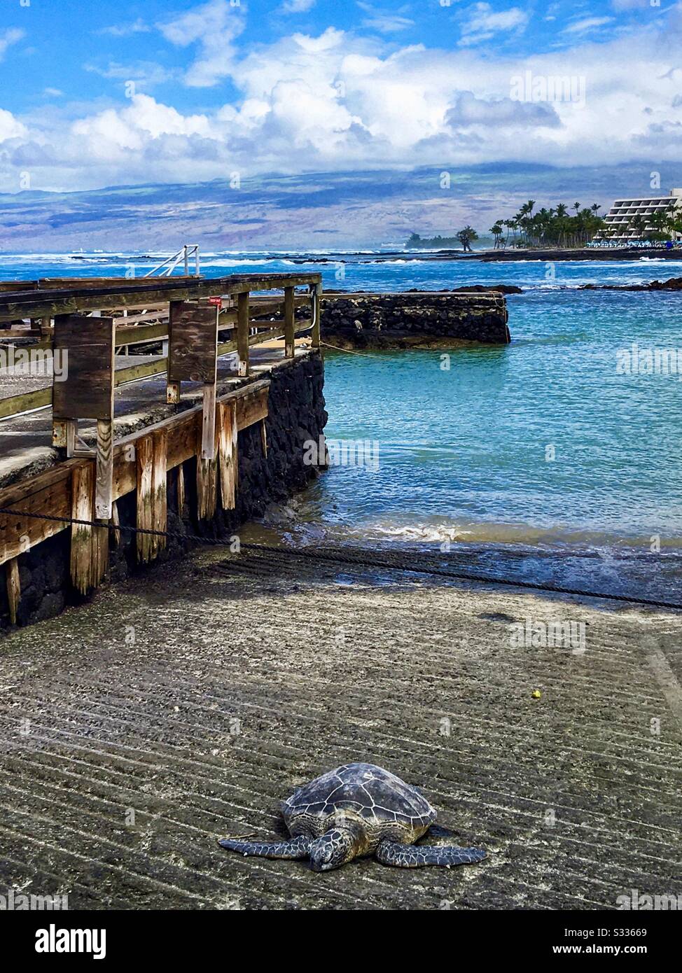 A green sea turtle crawling up a boat ramp with a view of the Mauna Lani Resort by Auberge on the Kohala Coast of Big Island of Hawaii - Smartphone Captured Stock Image