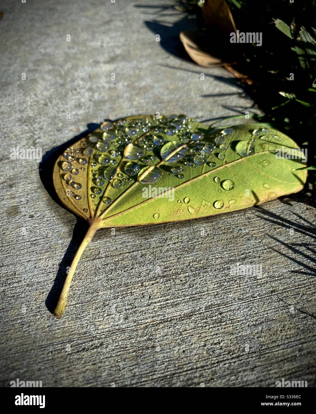 A dew covered leaf lies on the sidewalk with sparkling sunshine lighting up the dew drops. - Smartphone Captured Stock Image