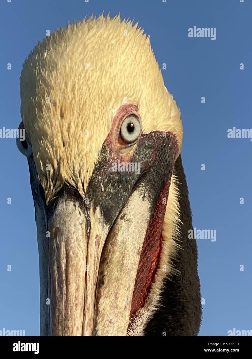 A large brown pelican stares at the camera from very close up. - Smartphone Captured Stock Image