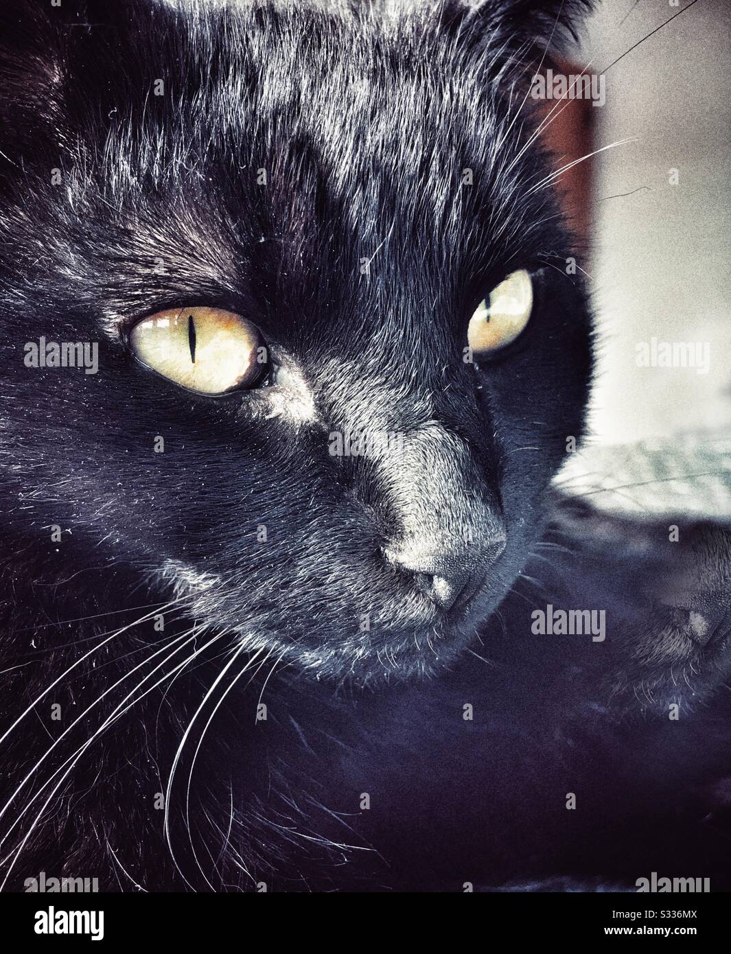 Nose black hi-res stock photography and images - Alamy