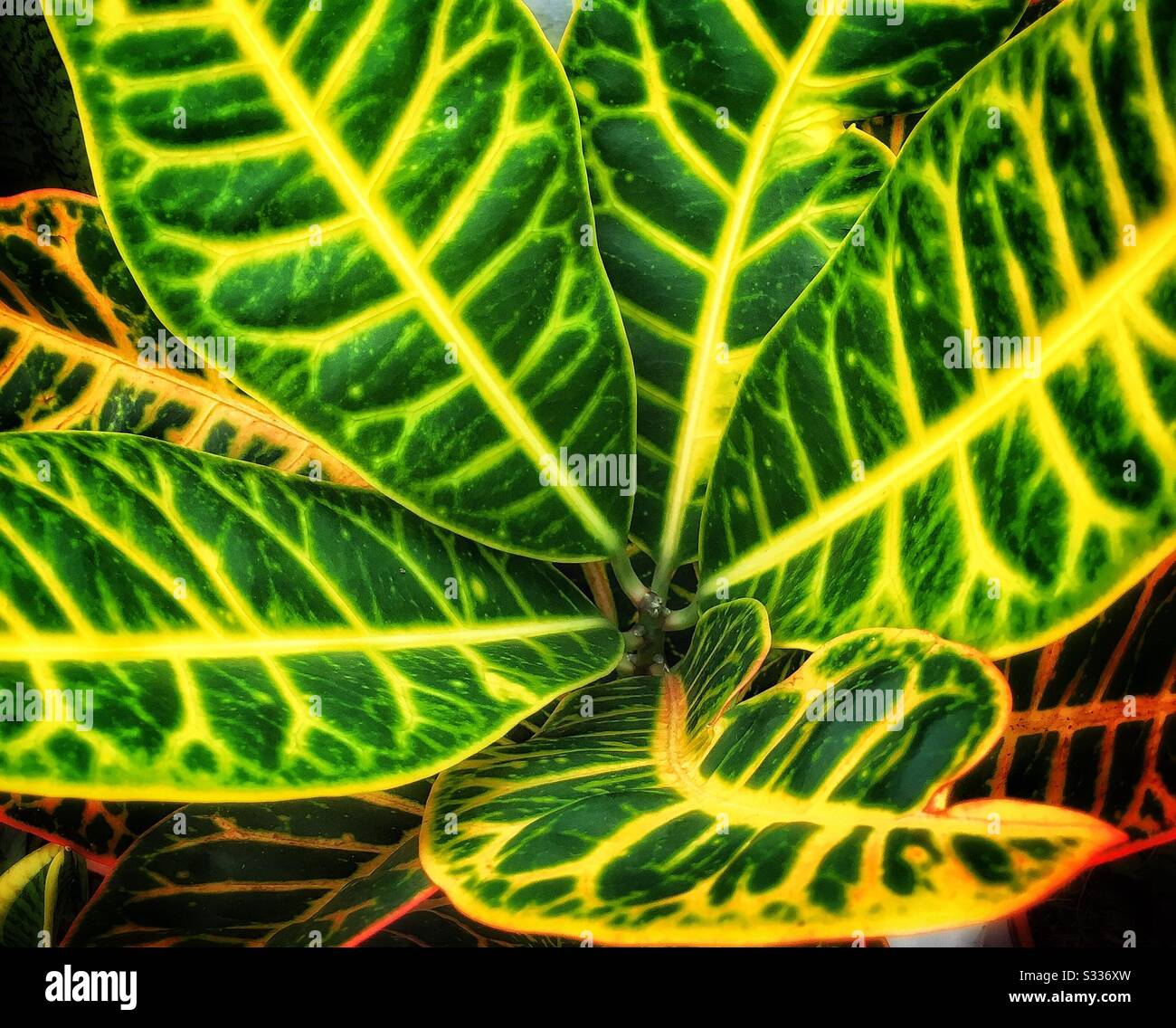 Close up of the variegated leaves of the house plant Croton Petra. Stock Photo