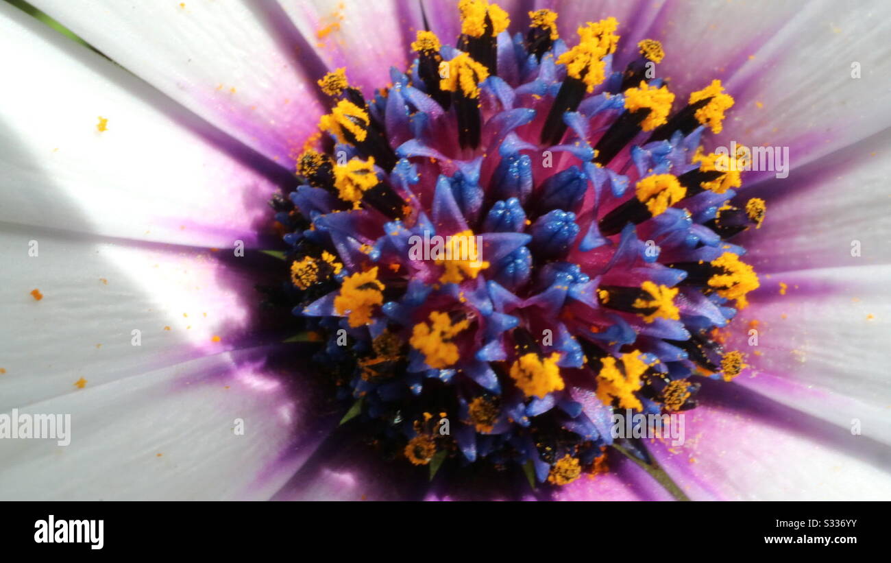Purple flower with white centre hi-res stock photography and images - Alamy