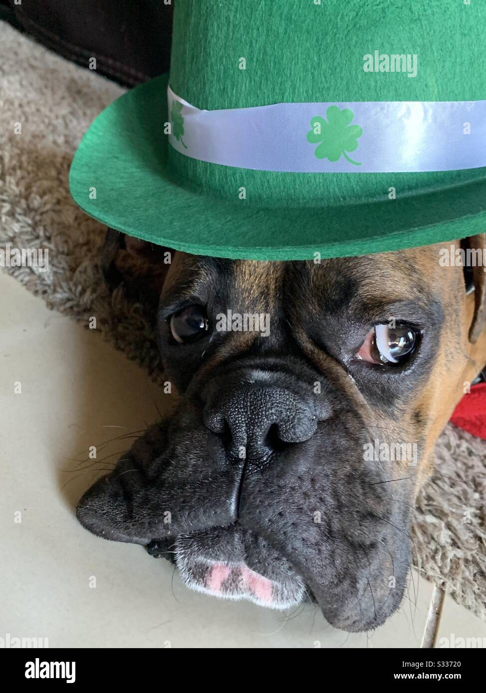 patrick day boxer weigh in