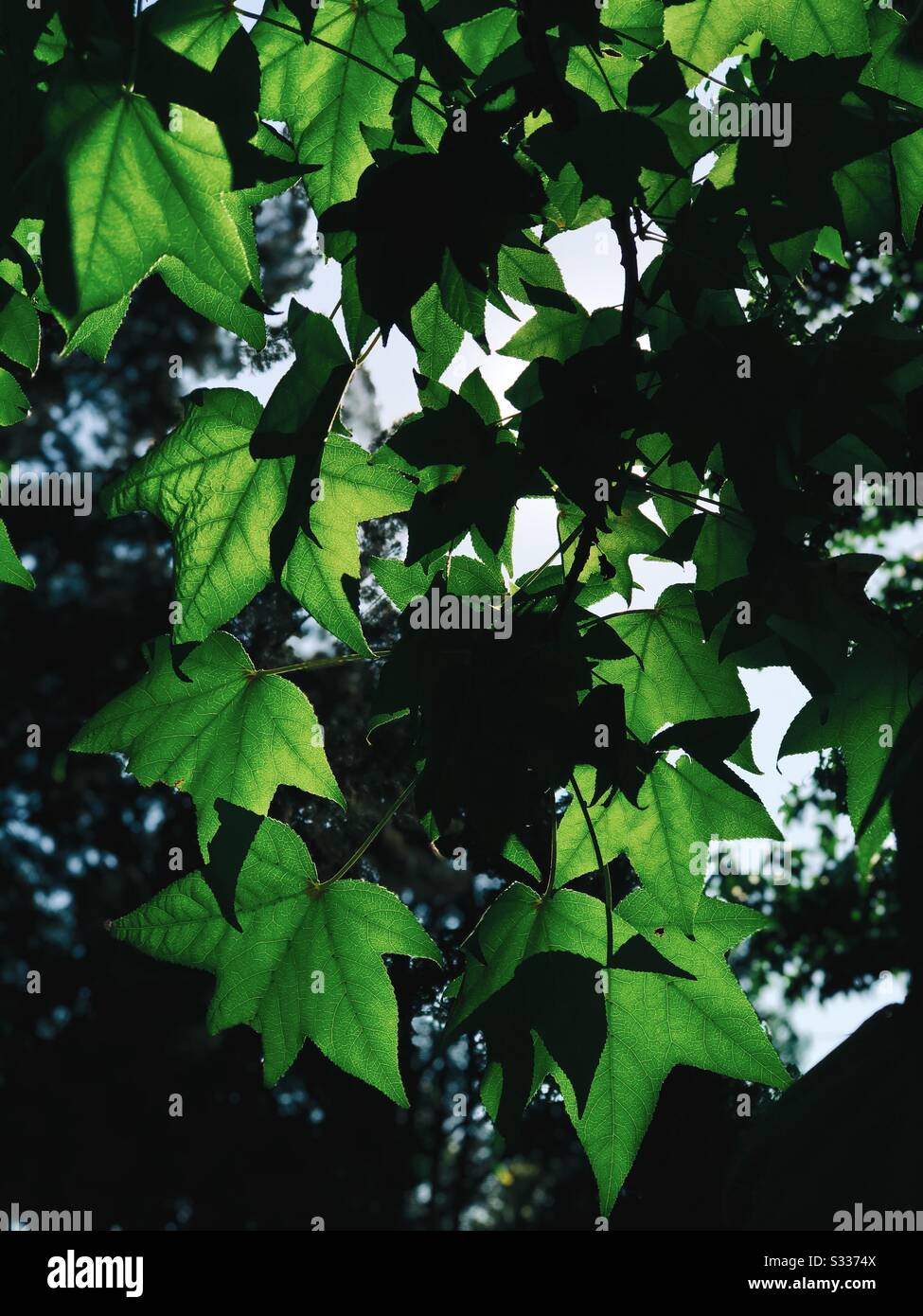 Summer leafy trees sun High Resolution Stock Photography and Images - Alamy