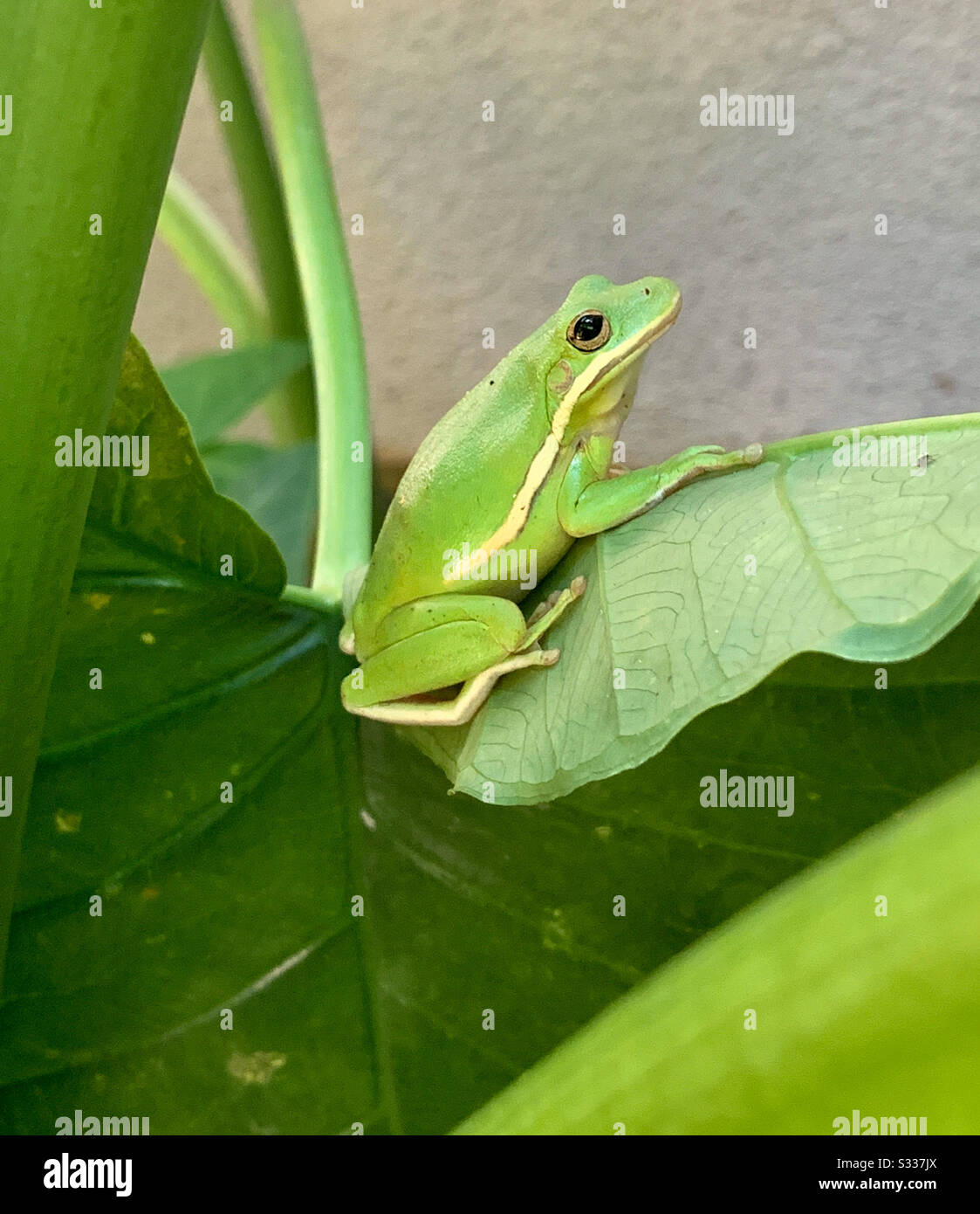 Little green tree frog setting on large green elephant ear plant leaf Stock Photo