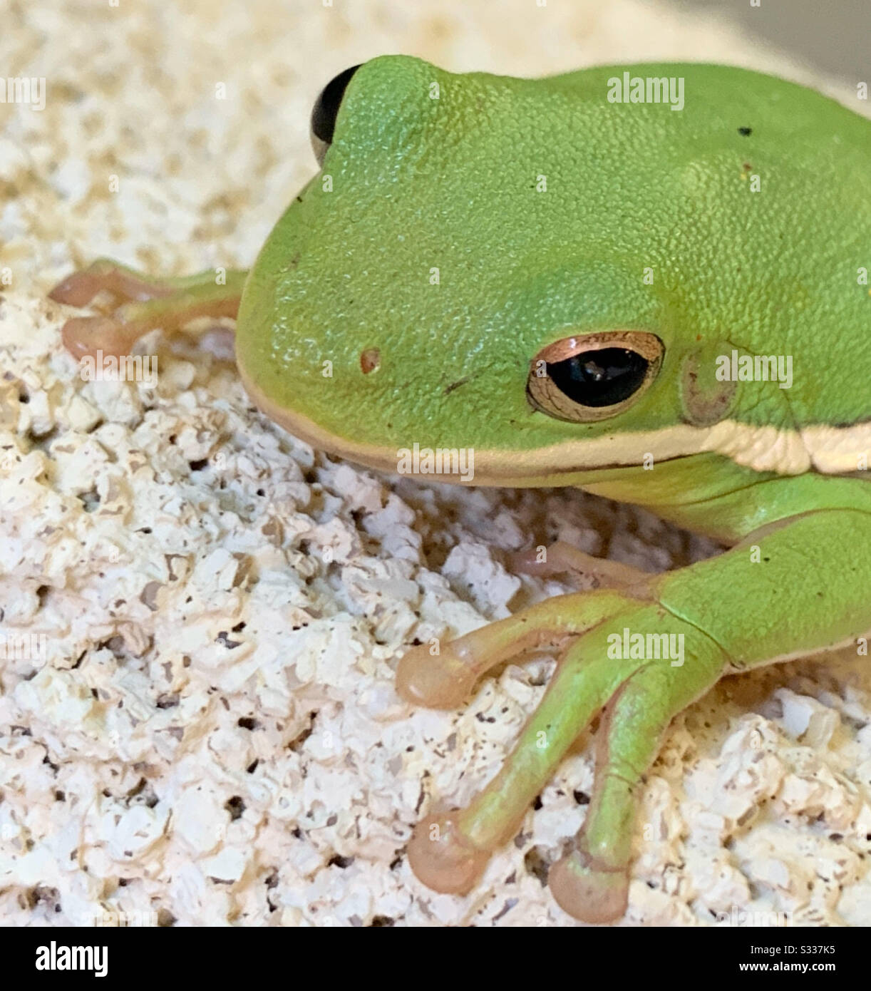 Closeup of the face of a green tree frog - Smartphone Captured Stock Image