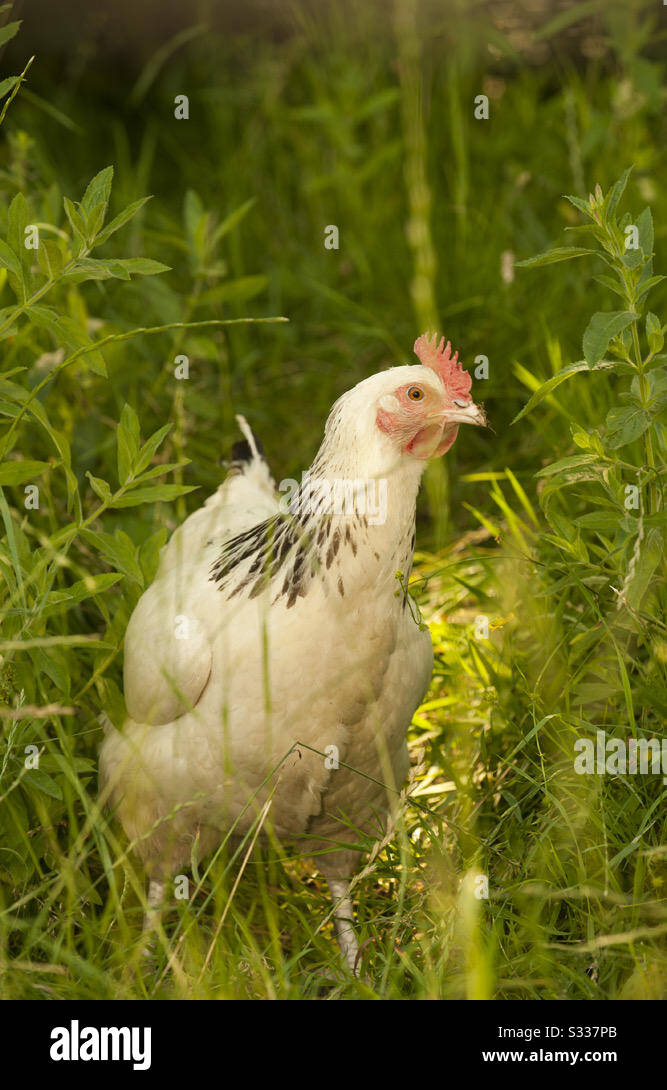 Free range chicken, hen in nature Stock Photo Alamy