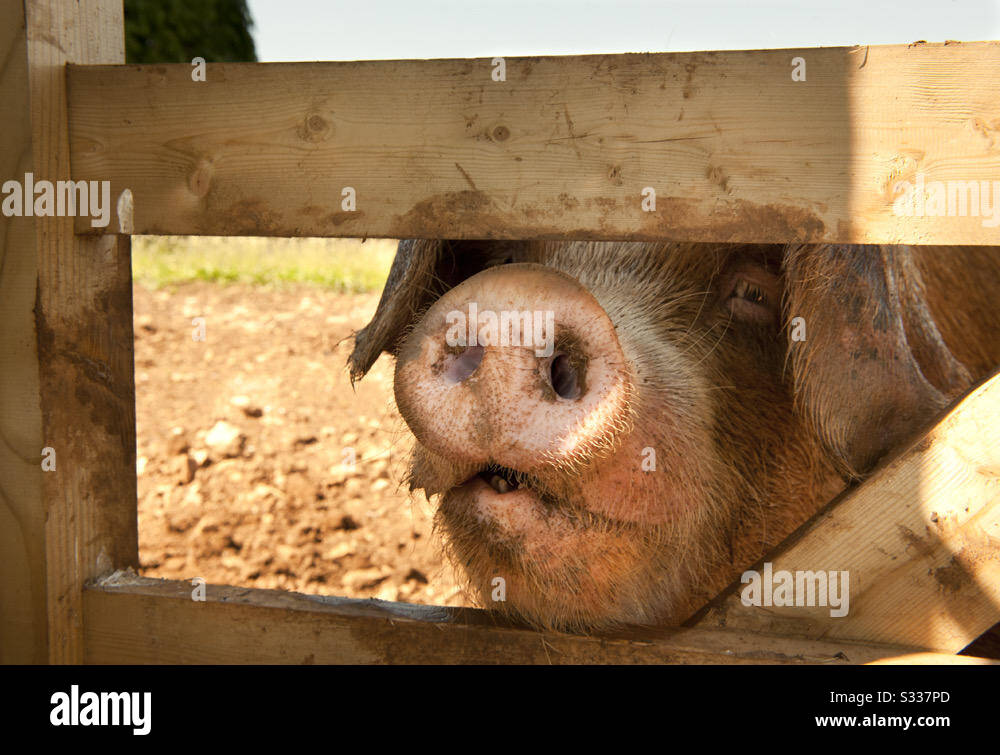 Porky pig picking snout through gate. Organic farming Stock Photo