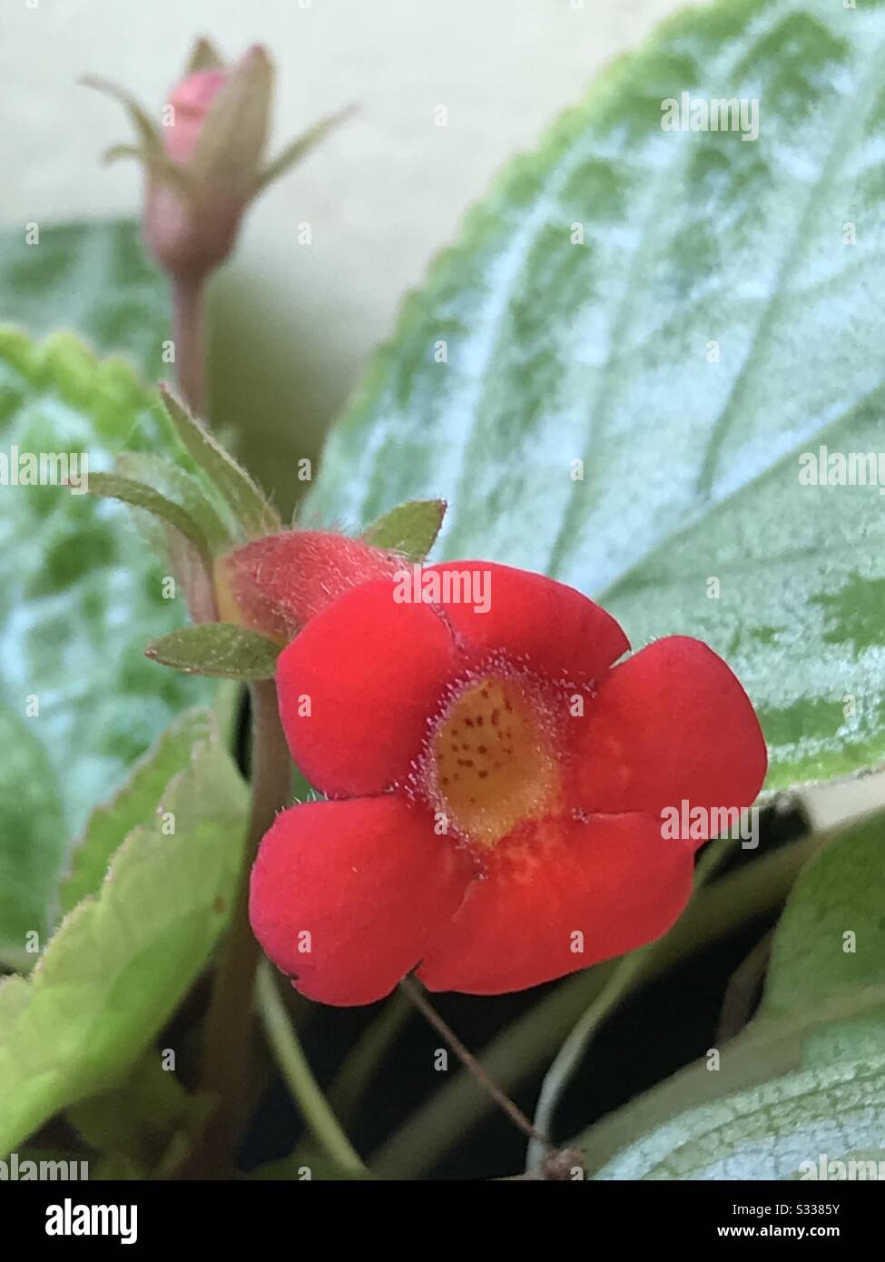 Kohleria- it’s a subshrub plant with velvety stem and  brightly coloured flower- African violet red flower,flaming reds- red flower-silver leaf flame violet aka Episcia cupreata Frosty Stock Photo