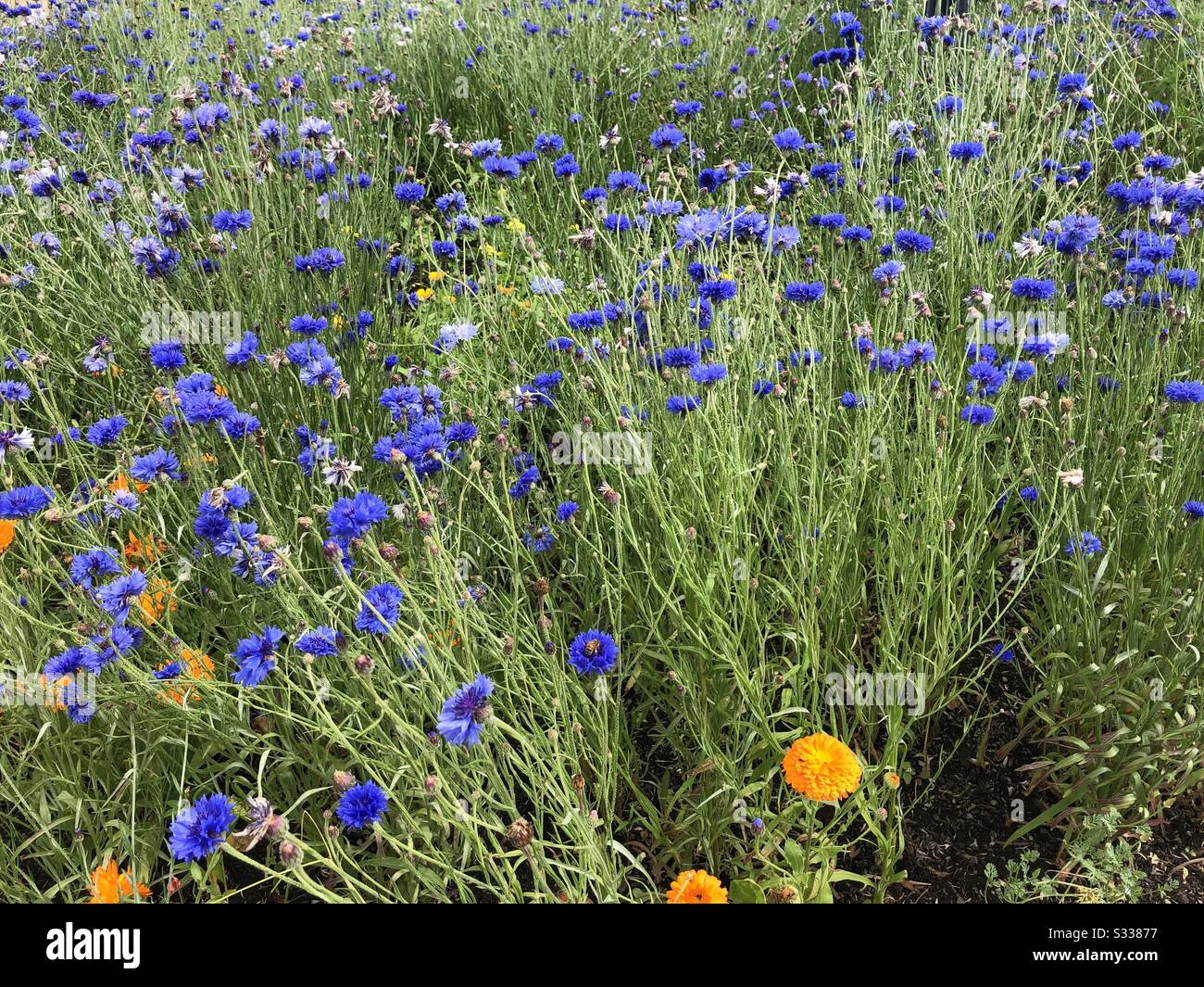 Corn flowers hi-res stock photography and images - Alamy
