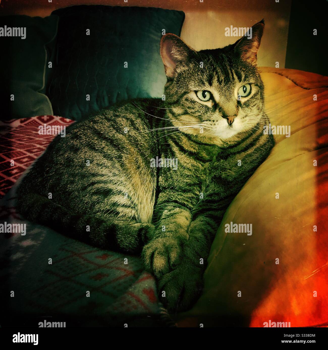 Tabby cat resting on bed Stock Photo