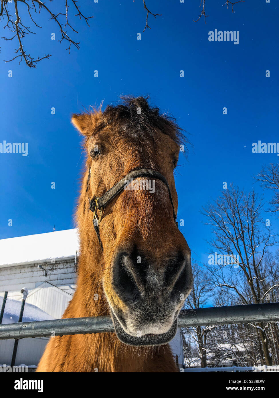 Friendly police horse on a winter day - Smartphone Captured Stock Image