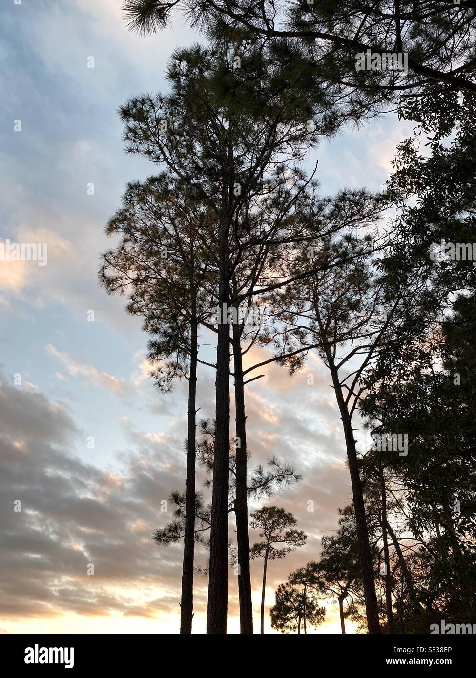 Y’all pine trees with sunset sky background Stock Photo
