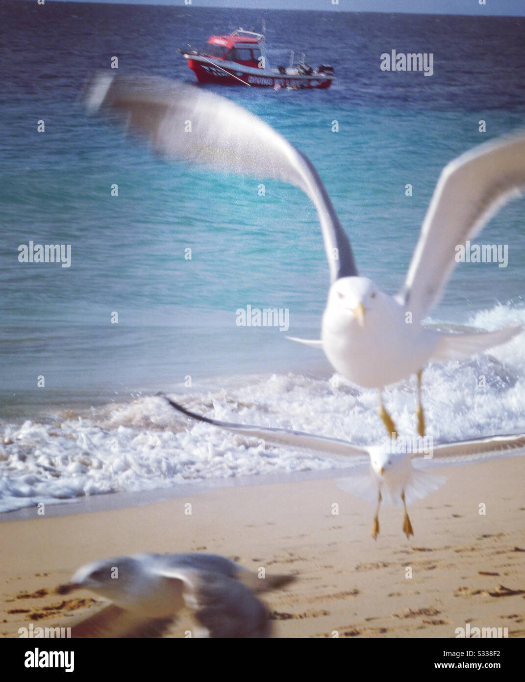 Flying seagulls - Smartphone Captured Stock Image