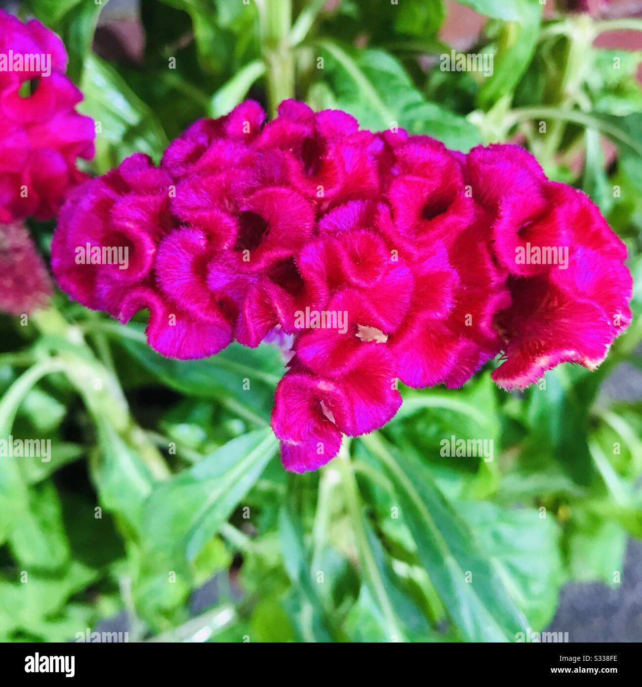 Celosia argentea var. Cristata aka cockscomb - pink colour flower looks like the head on a rooster an ornamental plant,Kozhichutta in Malayalam - close up image of Magenta flower- velvet flower Stock Photo