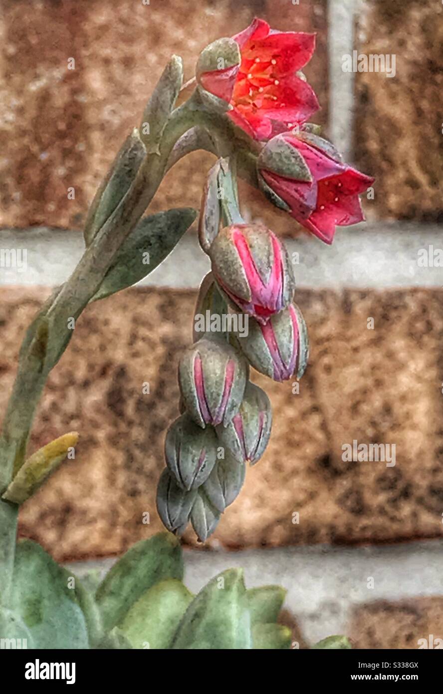 Succulent plant in bloom - Smartphone Captured Stock Image