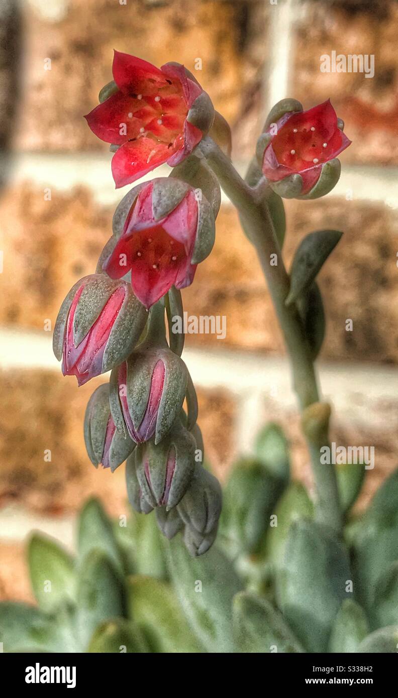 Succulent plant blooming close up - Smartphone Captured Stock Image