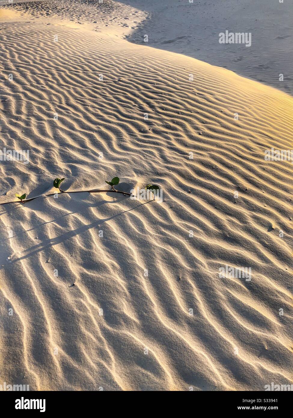 Sand dunes in Cabo Frío, Brazil. - Smartphone Captured Stock Image