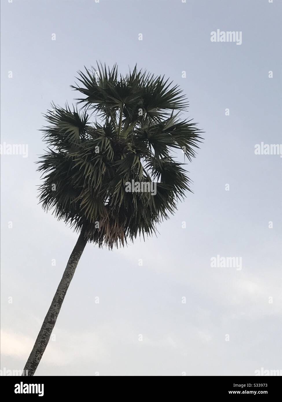 Neera drink hi-res stock photography and images - Alamy