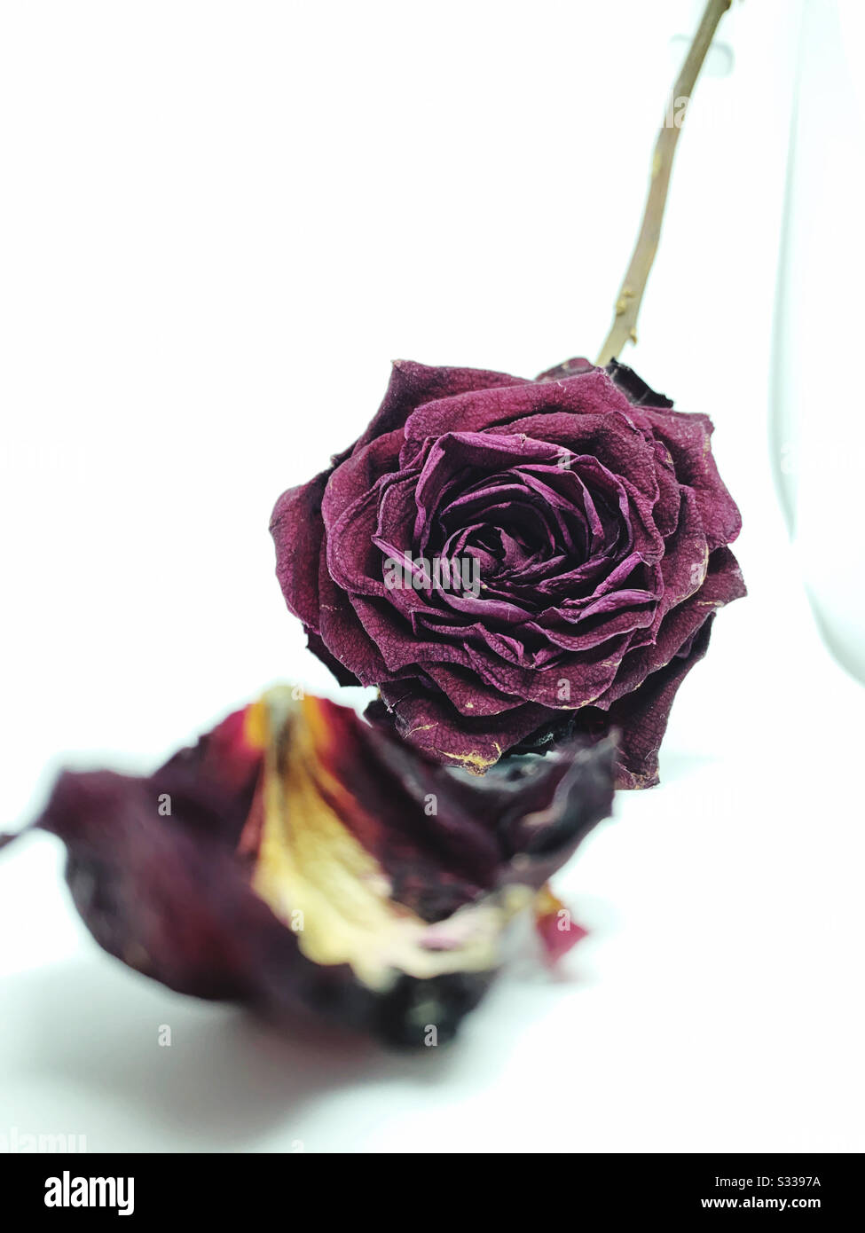 Dead red rose Stock Photo Alamy