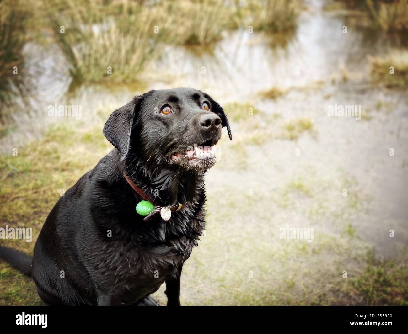 A close up portrait of Black Labrador pet dog sitting by a flooded field on a damp autumnal day with blurry background and copy space. Walk in nature on rainy day - Smartphone Captured Stock Image