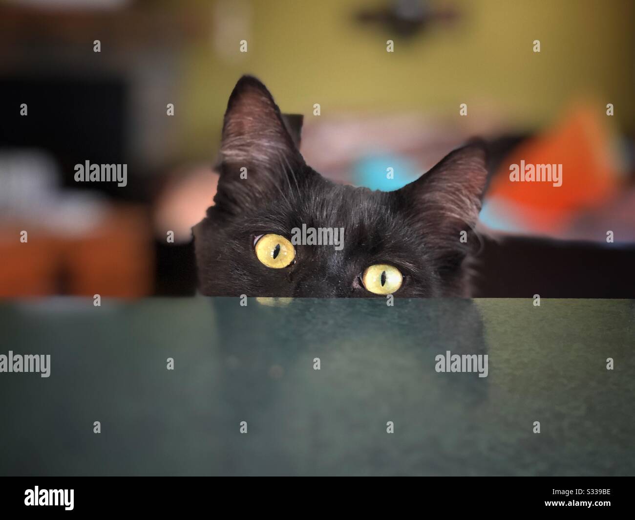 Black cat with yellow eyes peeking over reflective countertop - Smartphone Captured Stock Image