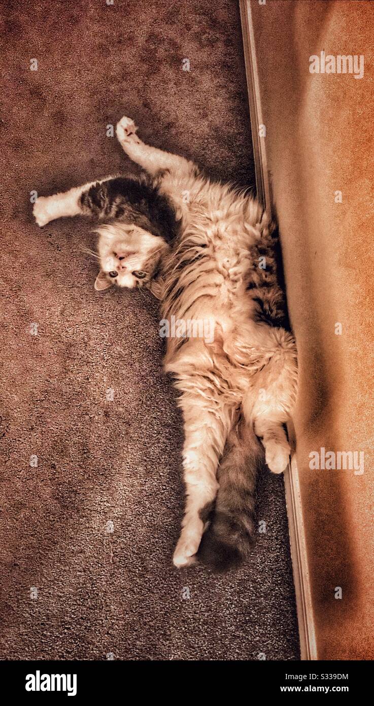 Relaxed cat - Smartphone Captured Stock Image