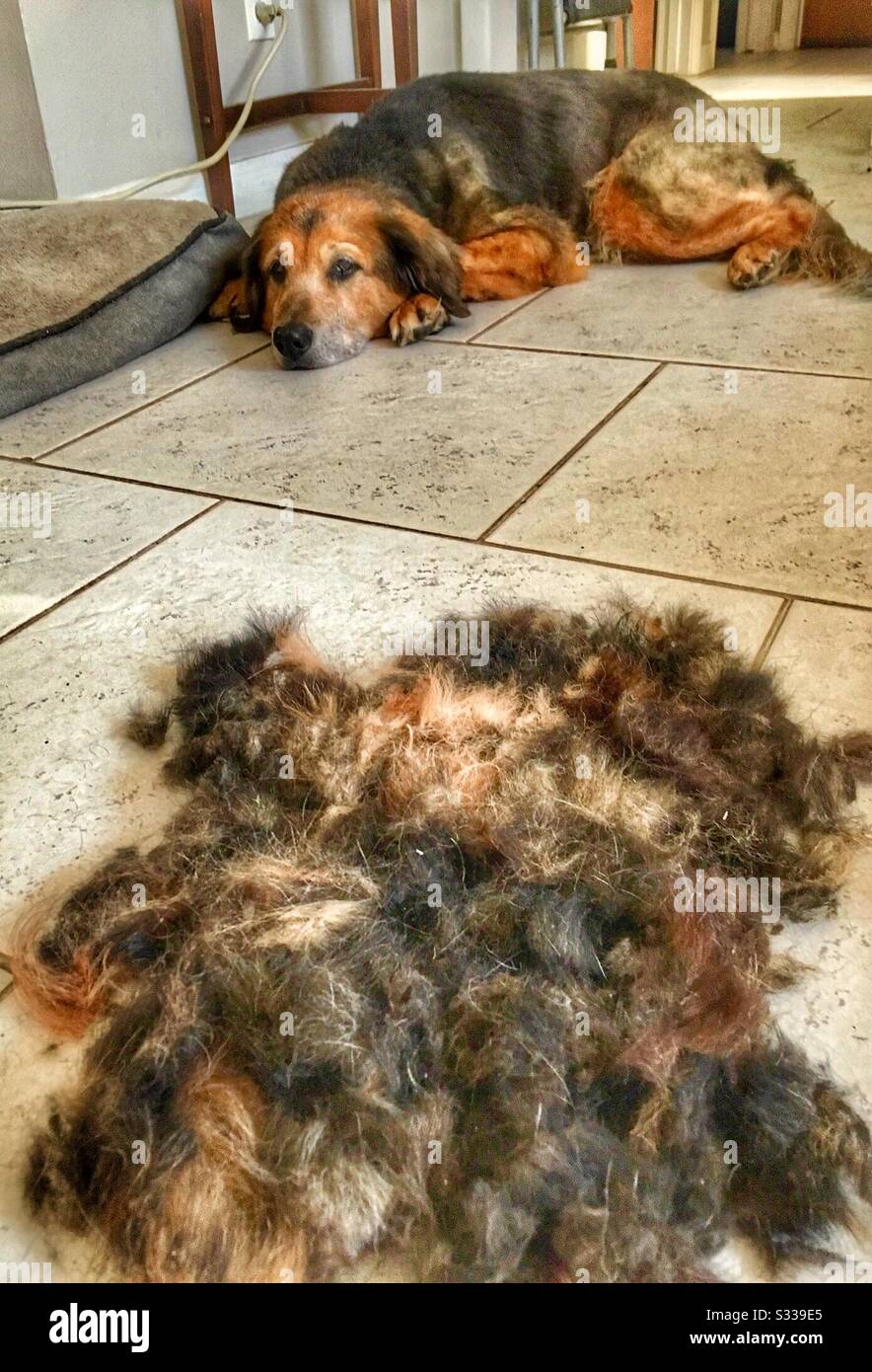 Dog grooming: the aftermath - Smartphone Captured Stock Image