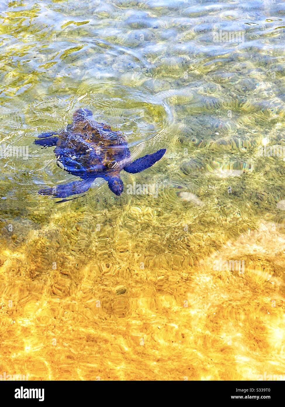 A juvenile green sea turtle at the Kohala Coast near Puako on The Big Island of Hawaii - Smartphone Captured Stock Image