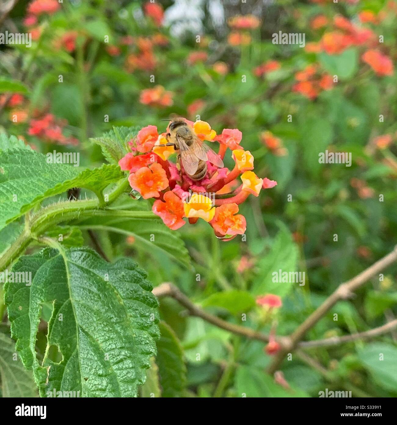 Bee pollinating orange lantana flowers - Smartphone Captured Stock Image