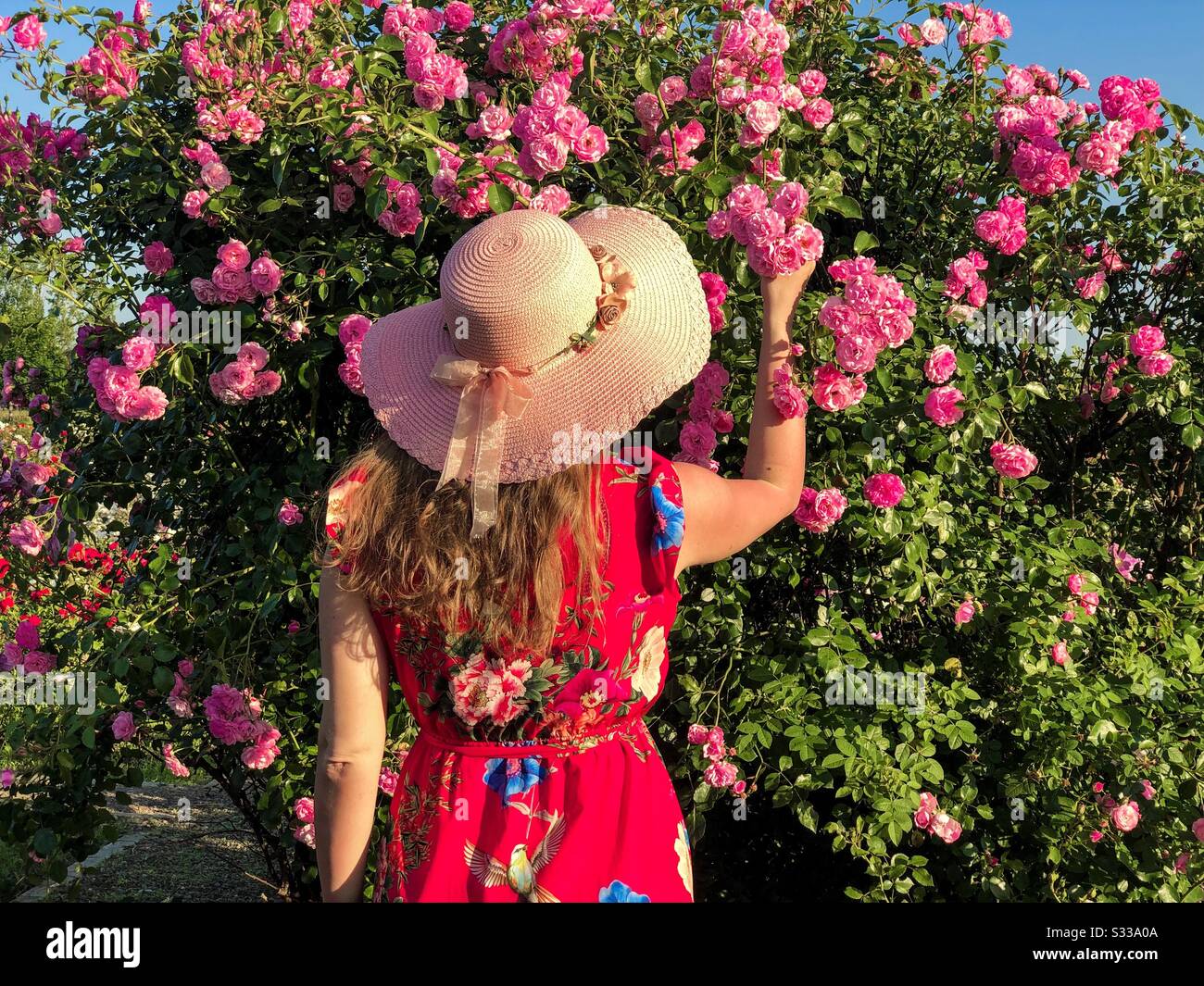 Woman picking up pink roses - Smartphone Captured Stock Image