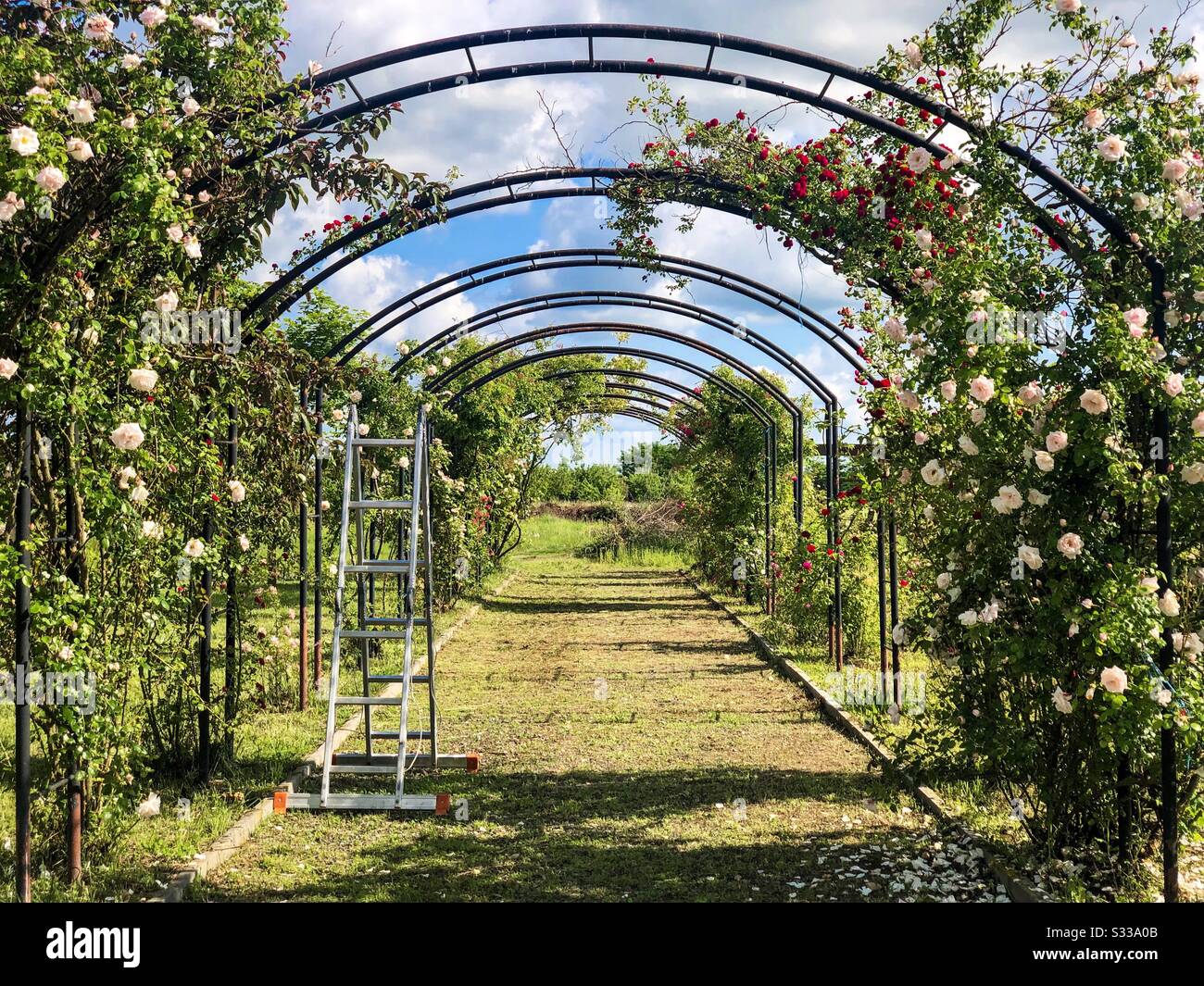 Ladder and a garden of roses - Smartphone Captured Stock Image